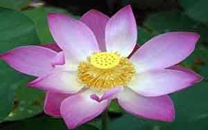 Thamarai (Lotus)